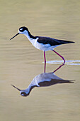 Ausgewachsener Schwarzhals-Stelzenläufer (Himantopus mexicanus) beim Waten und Fressen in einer Brackwasserlagune auf der Insel Floreana, Galapagos, UNESCO-Welterbe, Ecuador, Südamerika