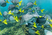 Schooling yellow-tailed surgeonfish (Prionurus punctatus), underwater in the Galapagos Island Archipelago, UNESCO World Heritage Site, Ecuador, South America