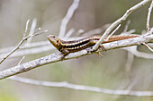 Lava lizard (Microlophus spp) in the Galapagos Islands Archipelago, UNESCO World Heritage Site, Ecuador, South America