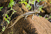 Lava lizard (Microlophus spp) in the Galapagos Islands Archipelago, UNESCO World Heritage Site, Ecuador, South America