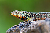 Lavaeidechse (Microlophus spp) im Galapagos-Inselarchipel, UNESCO-Weltnaturerbe, Ecuador, Südamerika