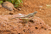 Lavaeidechse (Microlophus spp) im Galapagos-Inselarchipel, UNESCO-Welterbe, Ecuador, Südamerika