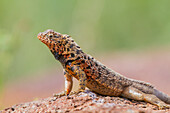 Lavaeidechse (Microlophus spp) im Galapagos-Inselarchipel, UNESCO-Weltnaturerbe, Ecuador, Südamerika