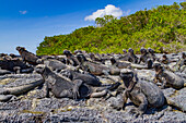 The endemic Galapagos marine iguana (Amblyrhynchus cristatus) in the Galapagos Island Archipelago, UNESCO World Heritage Site, Ecuador, South America