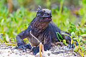 Der endemische Galapagos-Meeresleguan (Amblyrhynchus cristatus) im Galapagos-Inselarchipel, UNESCO-Weltnaturerbe, Ecuador, Südamerika