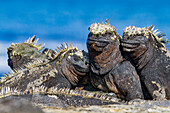 The endemic Galapagos marine iguana (Amblyrhynchus cristatus) in the Galapagos Island Archipelago, UNESCO World Heritage Site, Ecuador, South America