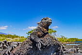 Der endemische Galapagos-Meeresleguan (Amblyrhynchus cristatus) im Galapagos-Inselarchipel, UNESCO-Welterbestätte, Ecuador, Südamerika