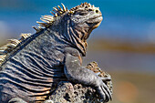 The endemic Galapagos marine iguana (Amblyrhynchus cristatus) in the Galapagos Island Archipelago, UNESCO World Heritage Site, Ecuador, South America