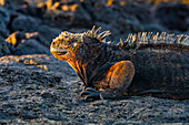 Der endemische Galapagos-Meeresleguan (Amblyrhynchus cristatus) im Galapagos-Inselarchipel, UNESCO-Welterbe, Ecuador, Südamerika