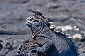 Der endemische Galapagos-Meeresleguan (Amblyrhynchus cristatus) mit einer Lava-Echse auf dem Kopf, Galapagos, UNESCO-Welterbe, Ecuador, Südamerika