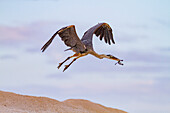 Erwachsener Blaureiher (Ardea herodias cognata) bei der Fütterung von Jungtieren der Grünen Meeresschildkröte, Galapagos-Inseln, UNESCO-Welterbe, Ecuador, Südamerika