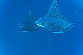 Spotted eagle rays (Aetobatus narinari) underwater at Leon Dormido Island off San Cristobal Island, Galapagos, UNESCO World Heritage Site, Ecuador, South America