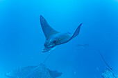 Spotted eagle rays (Aetobatus narinari) underwater at Leon Dormido Island off San Cristobal Island, Galapagos, UNESCO World Heritage Site, Ecuador, South America