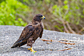 Erwachsener Galapagos-Falke (Buteo galapagoensis) im Galapagos-Inselarchipel, UNESCO-Welterbe, Ecuador, Südamerika