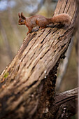 Red squirrel on a tree trunk