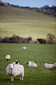 Schaf auf einem Feld