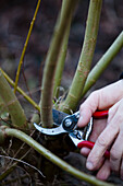 Close up of a man hands pruning a willow twig