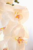 Close up of white orchid blossom