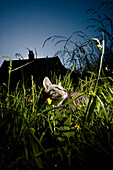 Cat sitting amongst long grass