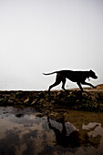 Profile of a dog walking by a beach puddle