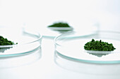 Petri Dishes with Wheatgrass Powder