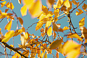 Baumzweige mit gelben Herbstblättern vor blauem Himmel