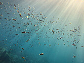 Sunbeams over school of fish swimming underwater in sea, Kingstown, Saint Vincent and the Grenadines