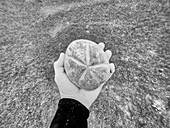 Personal perspective hand holding seashell underwater in sea, Kingstown