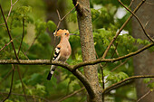 Hoopoe bird perched on tree branch, Germany