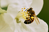 Nahaufnahme Hummel beim Bestäuben einer weißen Blüte