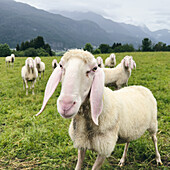 Porträt Schaf und Lamm beim Grasen auf einem Feld, Flaurling, Tirol, Österreich