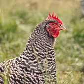 Profile portrait Amrock chicken in grass