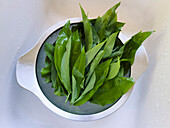 Still life view from above fresh ramson leaves in colander