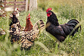 Australorp chickens grazing in rural grass, Austria