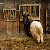 Portrait Valais Blackneck goat grazing on hay in barn, Austria