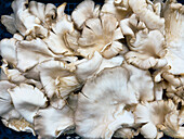 Still life close up oyster mushrooms