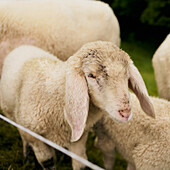 Nahaufnahme eines weißen Lamms auf einem Bauernhof, Österreich