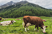 Cattle grazing in rural Sellrain valley, Haggen, Tyrol, Austria