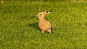 Hoopoe bird standing in sunny grass