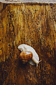 Close up camouflaged snail on tree trunk