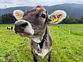 Close up portrait cute, curious cow in rural field, Austria