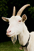 Close up portrait white ram goat, Austria