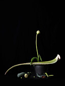 Dramatic still life arrangement aloe vera leaf and peony plant on black background