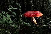 Vibrant red mushroom on dark forest floor