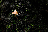 Solitary mushroom on mossy forest backdrop in La Marquesa