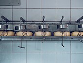 Ripening Mahon Menorca cheese hanging in a dairy