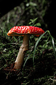 Vibrant red mushroom in a dark forest setting