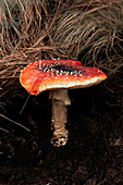 Close-up of a vibrant mushroom in a woodland during a hike