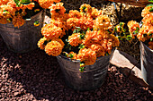 Vibrant orange dahlias in metal buckets outdoors