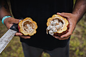 Cocoa harvest in Costa Rica, with pods and seeds